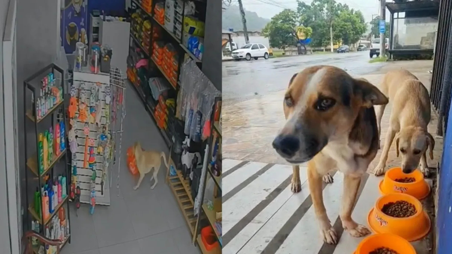 Cadela “caramelo” tenta levar ração de pet shop no RJ e vídeo viraliza nas redes