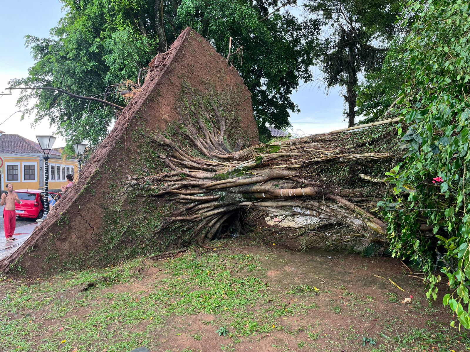 Notícia de Última Hora: Árvore centenária Derrubada por Chuva e Vento em Iguape